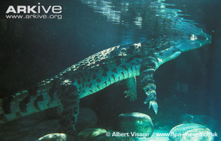 Illustration for article titled Sunday Crocodilian - Crocodylus siamensis Edition